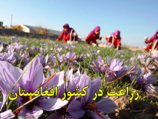 Afghanistan-agriculture