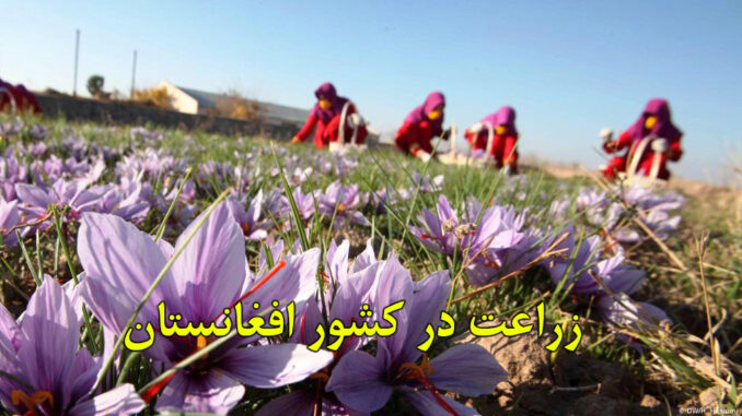 Afghanistan-agriculture Afghanistan-agriculture