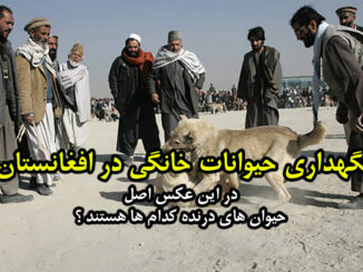 Afghanistan-dogs