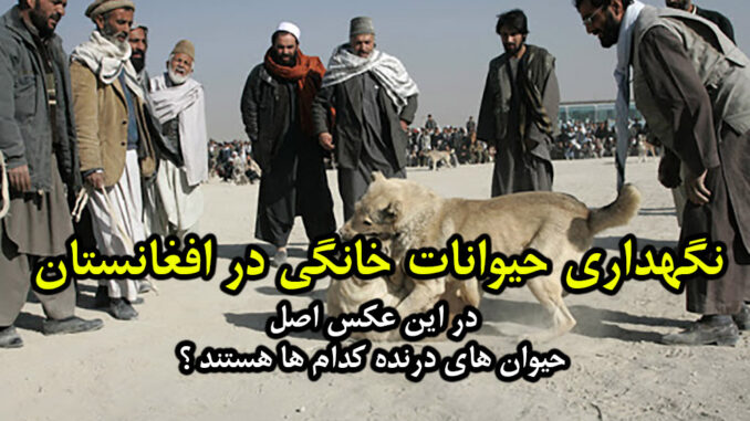 Afghanistan-dogs Afghanistan-dogs